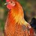 Red Junglefowl